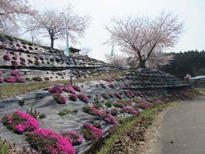 白百合公園の桜と芝桜