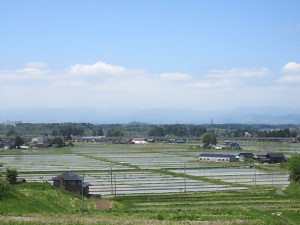 水田風景