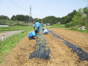 苗を差し込んで植付