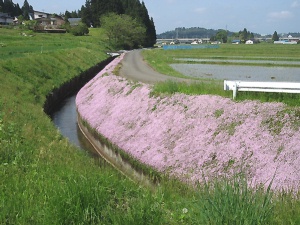 イブキジャコウソウ水路