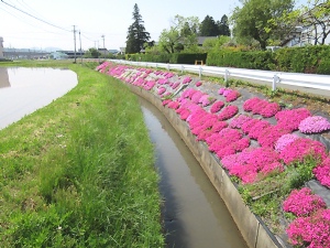 芝桜水路