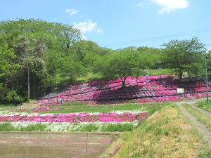 しらゆり公園の芝桜