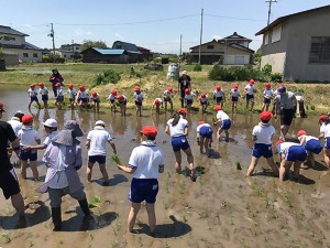 学年ごとに田んぼの両側から植えました。