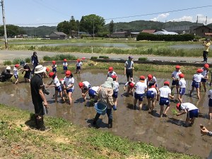 ３０分ほどで予定面積を植え終わりました。