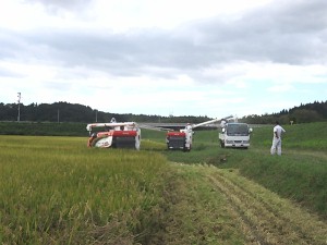 9月10日から今年の稲刈作業開始（品種はチホミノリ）