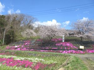 １週間前は桜が満開でした♪