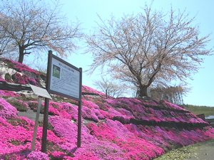 新年度を迎え、春の日差しが心地よくなりました♪