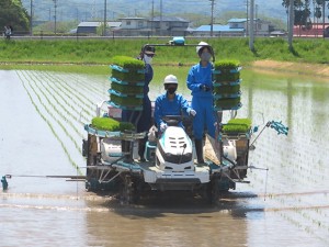 田植体験