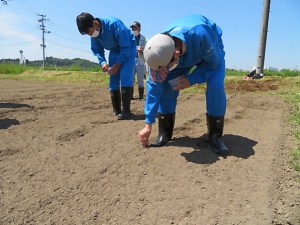 ひまわりの種まき